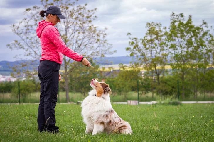 Discover Expert Scent Work Training for Dogs Near Me