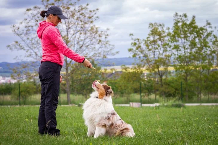 Discover Expert Scent Work Training for Dogs Near Me